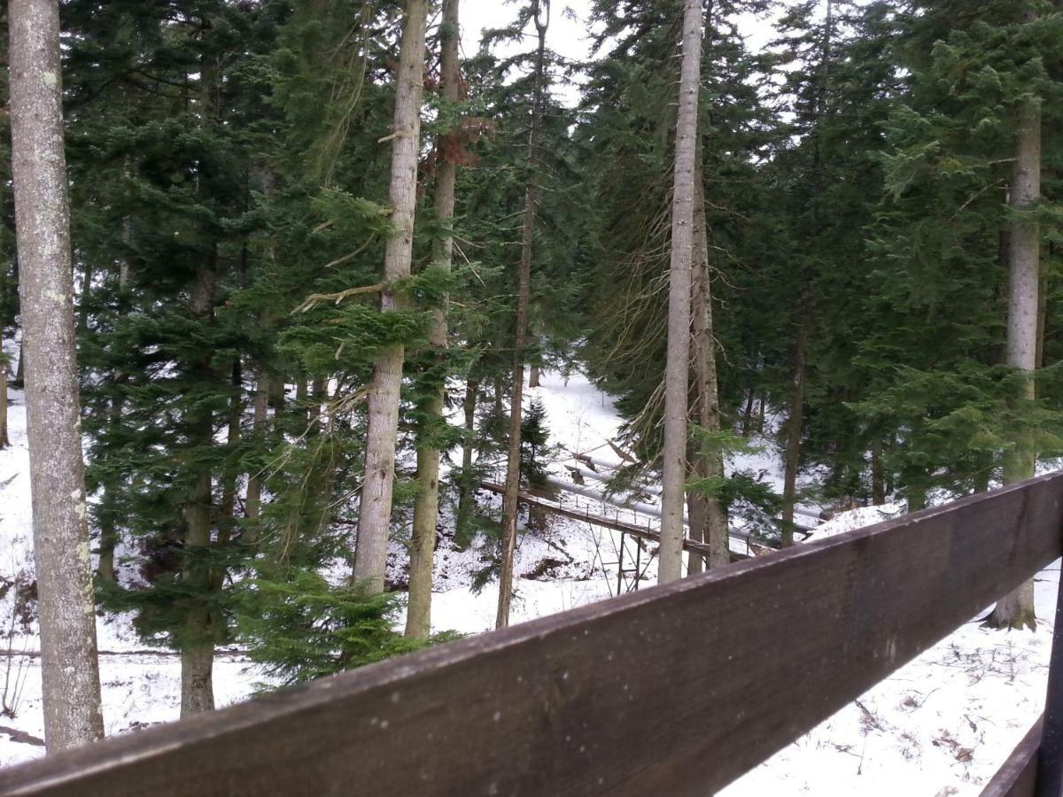 Forest Appartement Buşteni