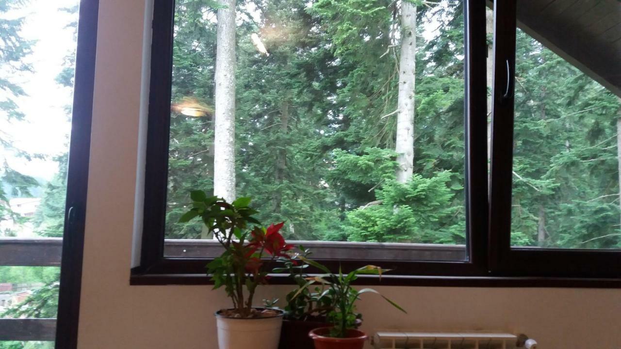 Forest *